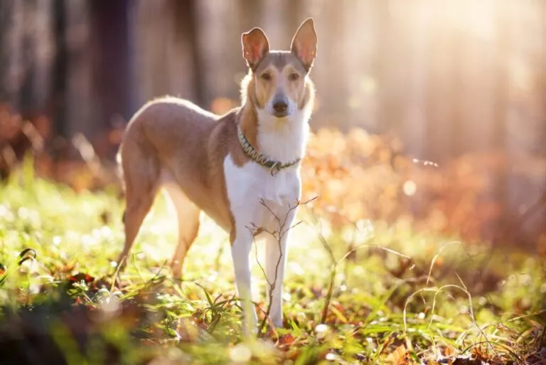 Short-haired collie stands in a sunny clearing in the forest