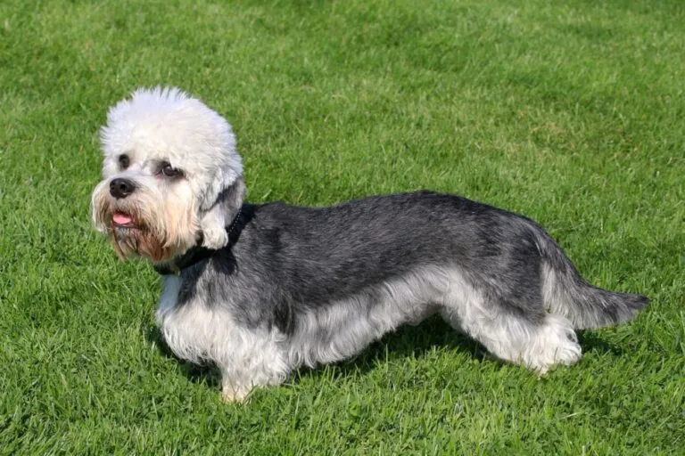 Dandie Dinmont Terrier pe o peluză cu iarbă verde, câine cu spatele gri, burta albă lățoasă, corpul lung și capul alb zbârlit. Câinele este fotografiat din lateral și are limba scoasă afară.