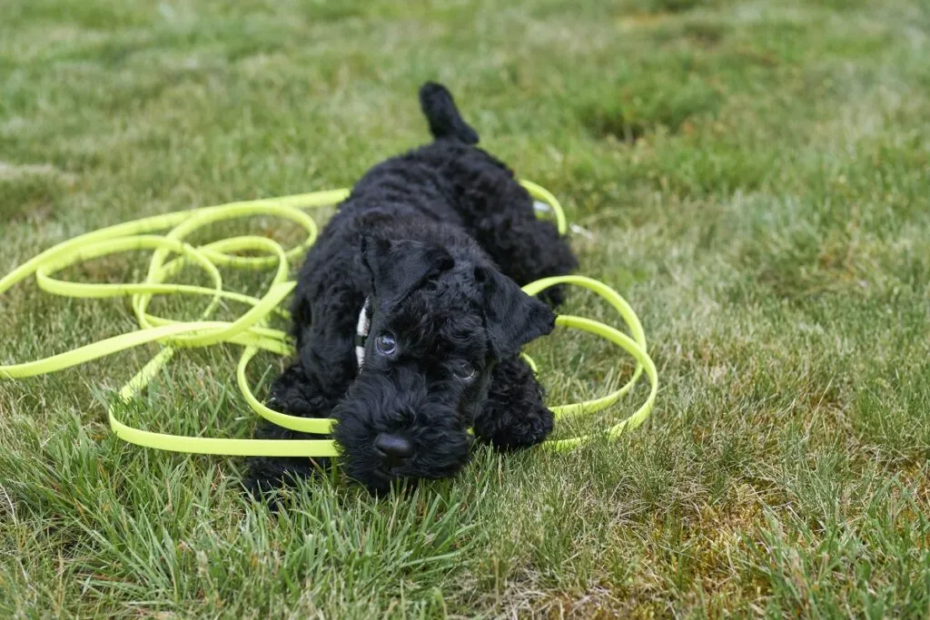 Prim-plan al unui cățeluș Kerry Blue Terrier negru care se joacă cu sfoară verde pe gazon