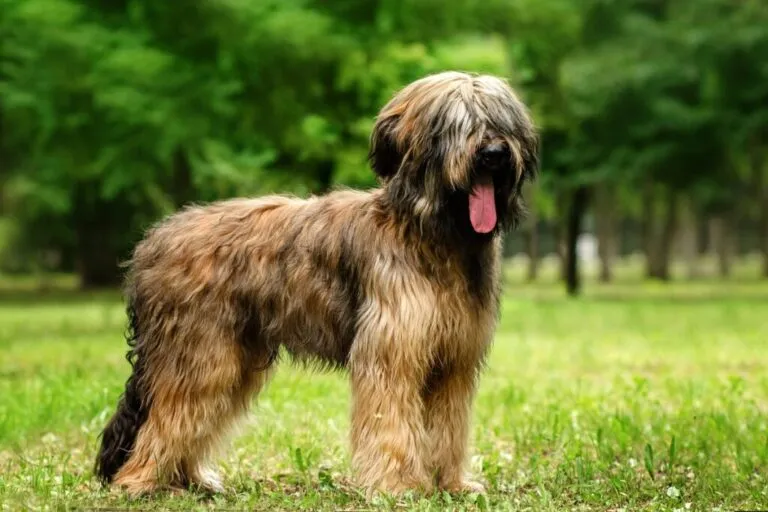 câine briard ciobanesc francez portret frumos lână minunată pe iarbă verde