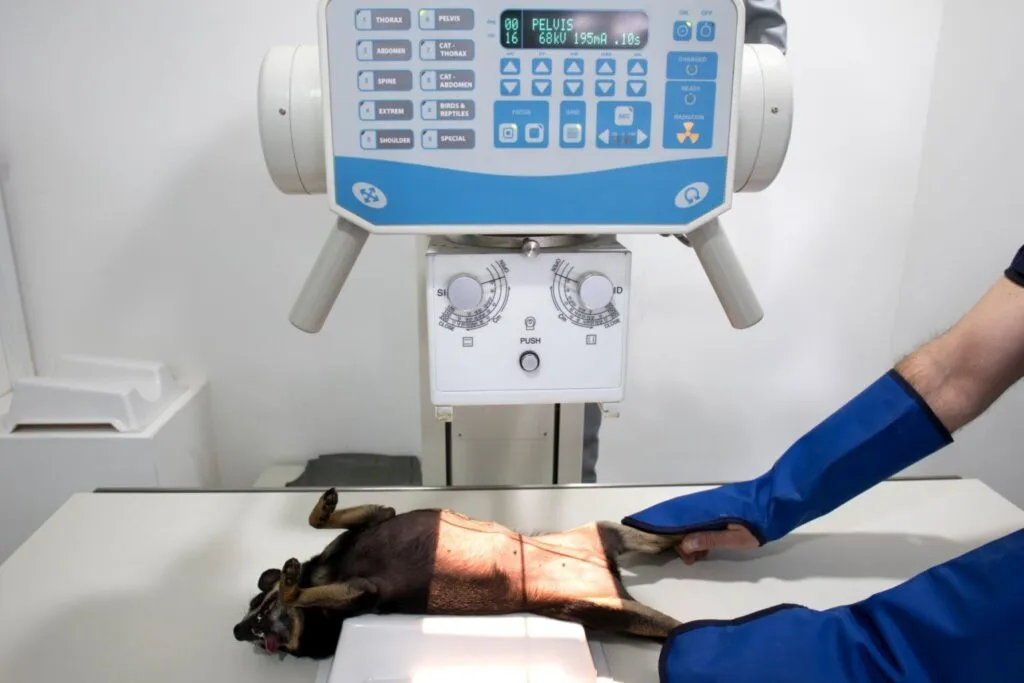 Câine care este ținut de tehnician de picioarele din spate la radiografie