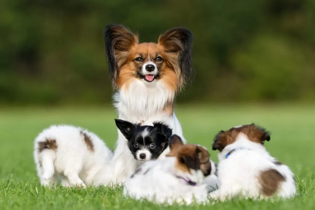 Un câine papillon alături de patru pui