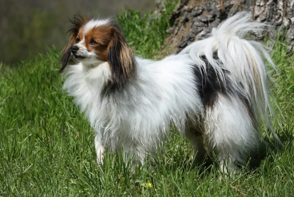 frumoasa rasa de caine Papillon, câine alb cu maro pe față. Câinele are urechile ridicare și păr lung pe ele. Talie mică spre medie.