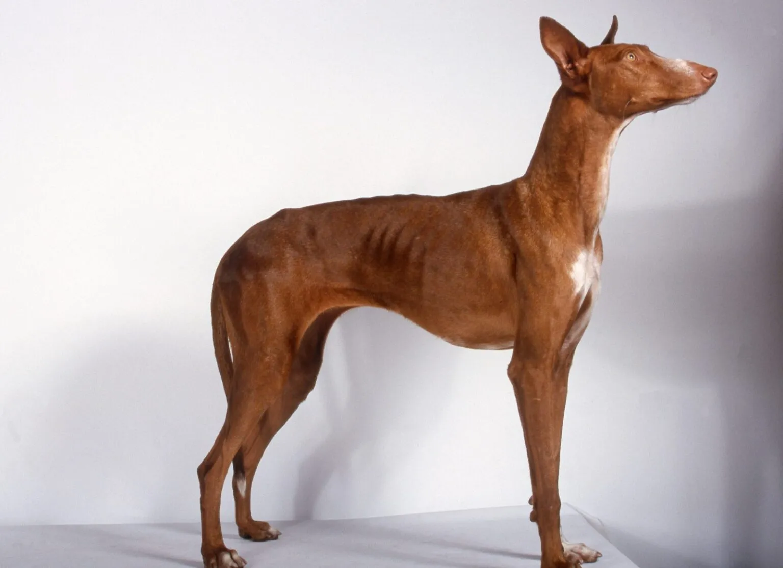 profilul canario podenco poza în studio