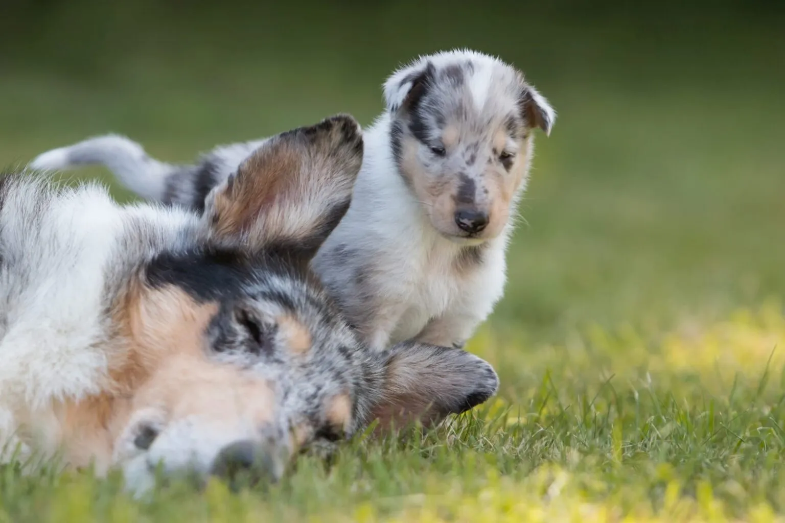 Mamă collie cu părul scurt cu cățeluș