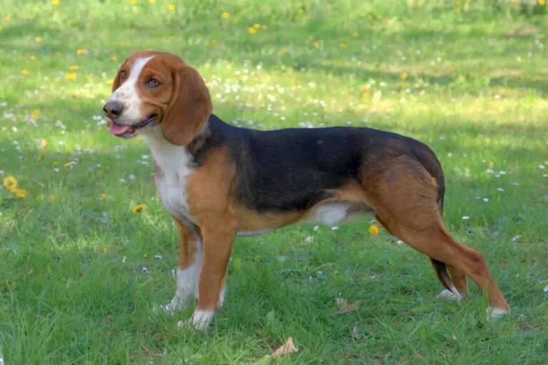 Câine copoi german pe o gazon verde