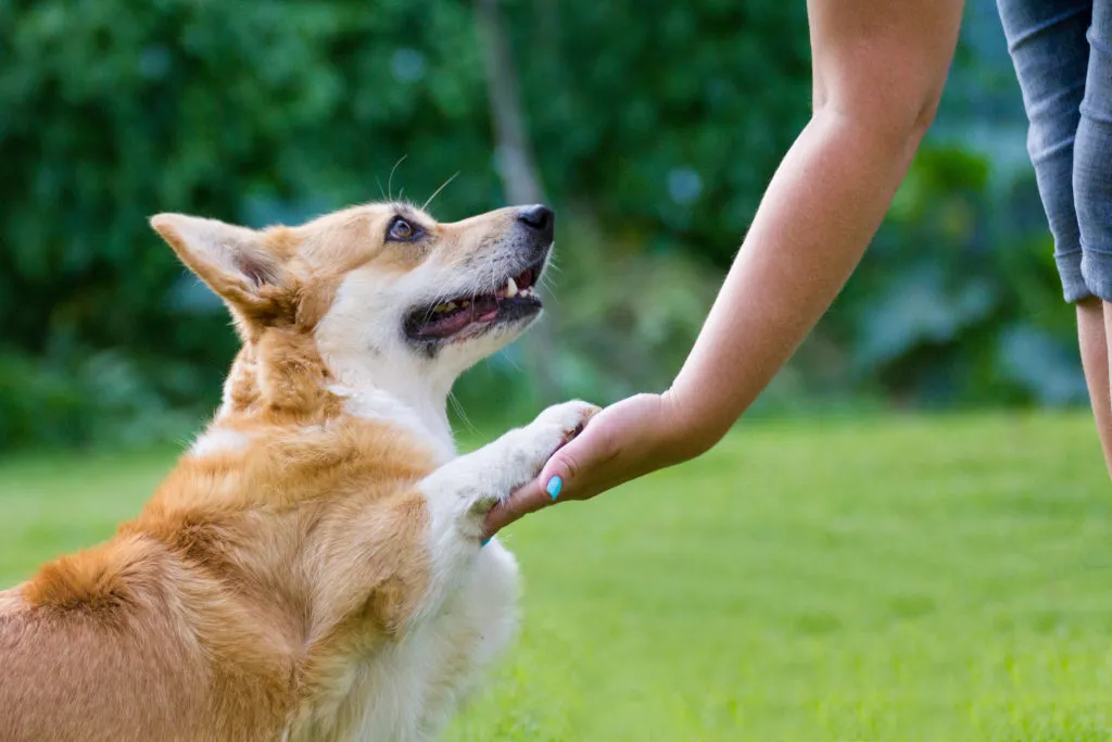 Câine corgi blonda se uită în sus și are laba in palma stăpânei. Mana femeii este in cadru, are oja albastra