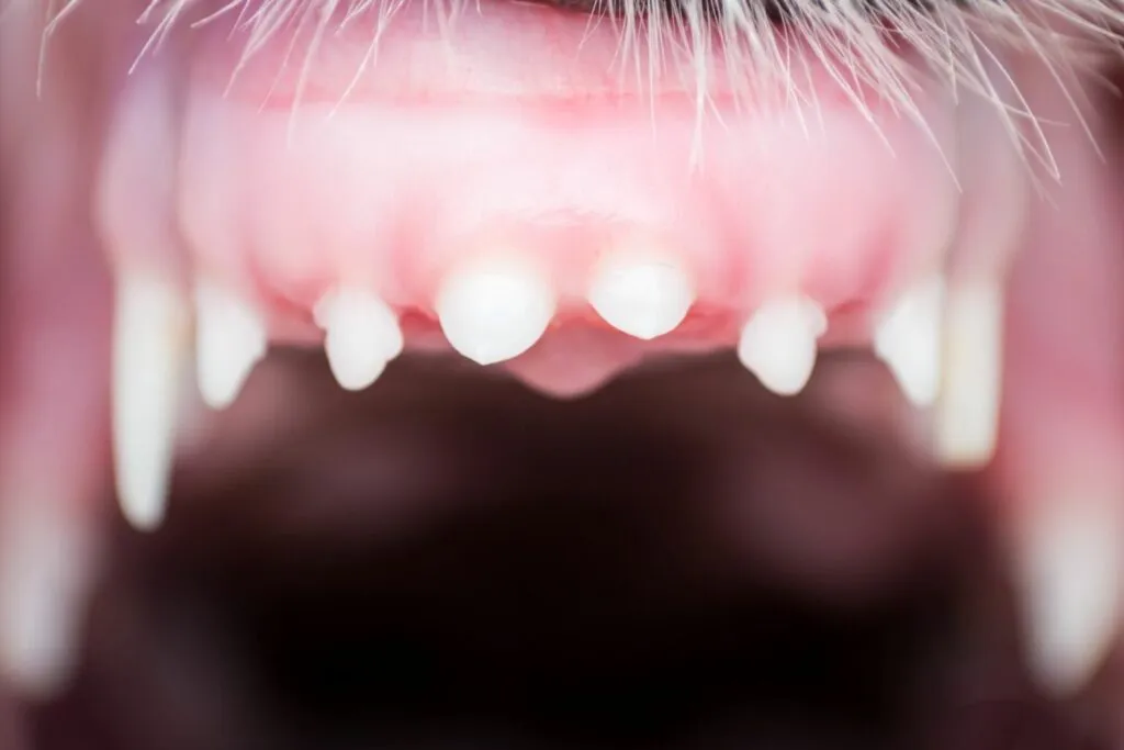 Dinti pui de caine de aproape, poză din gura unui pui de câine, dinții de sus, gingii roz