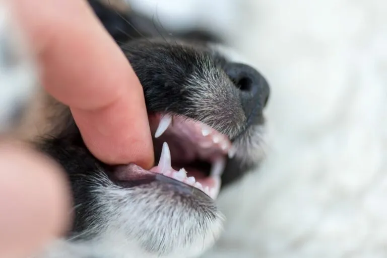 Gura unui pui de câine de aproape, i se verifica dinții, iar gura ii este deschisa cu ajutorul unui deget. Schimbarea dinților de lapte la câini
