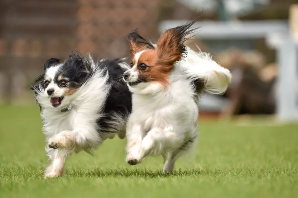 Doi câini papillon care se aleargă pe iarbă