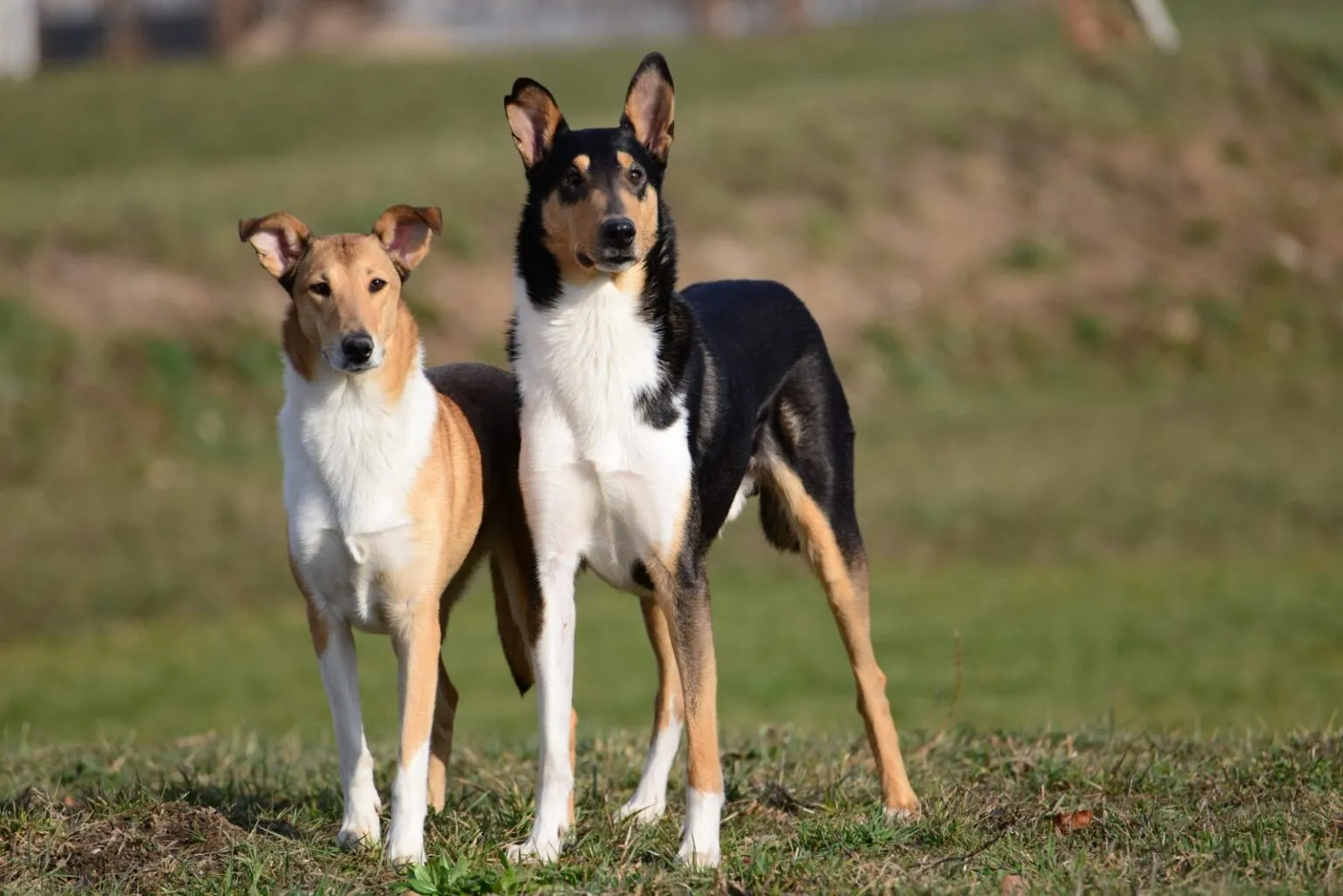 Pereche de collie cu par scurt. unul blond si unul negru stând unul lângă altul