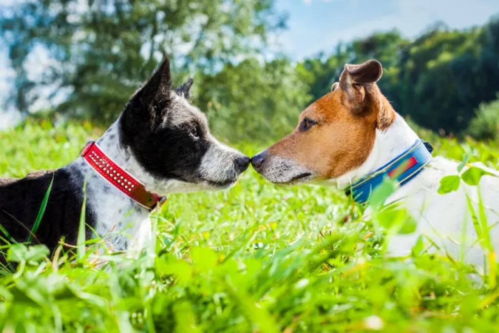 Doi câini jack russel terrier de culori diferite, îndrăgostiți care stau nas în nas în parc în aer liber