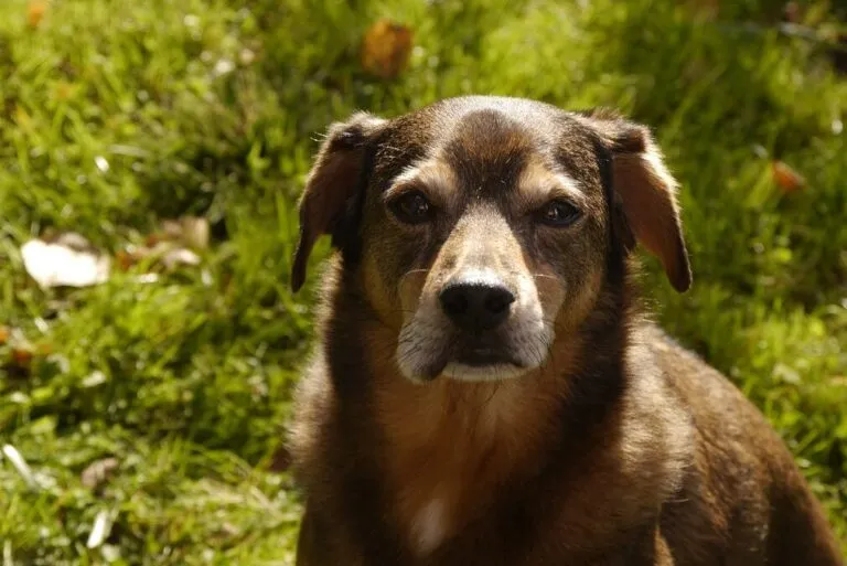 Câine cu buza umflată după înțepătură de viespe, reacție alergică