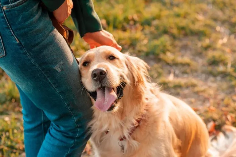 Portret zâmbitor de vedere laterală al câinelui Golden Retriever în fundal de vară. Femeie zâmbitoare care își îmbrățișează animalul de companie Golden Retriever cu mâna