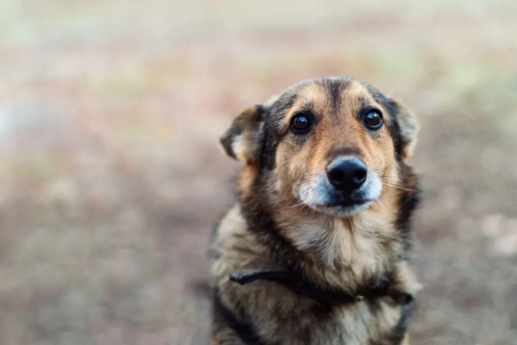 Câine fără adăpost abandonat fără adăpost, cu ochi foarte triști. Câinele are culoarea maro cu negru pe extremitățile feței, fotografie este tip portret de la piept in sus, fundal blurat, are urechile lăsate