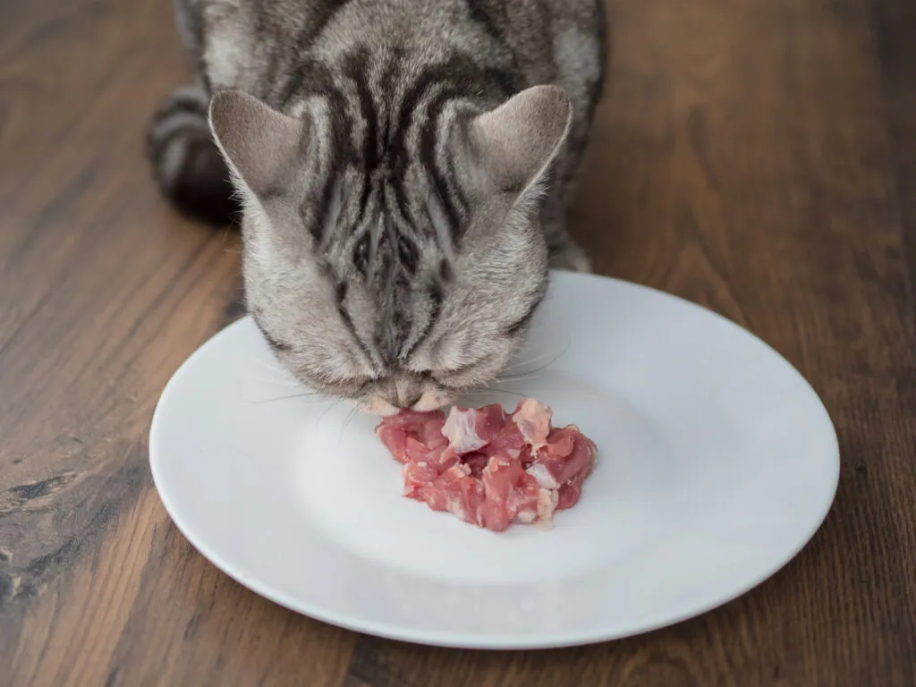 Pisică british shorthair mananca putina carne de pe o farfurie mare