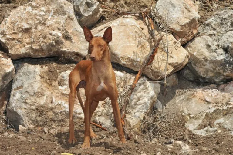 Canarian Podenco Warren Hound câine spaniol de rasă pură în câmp