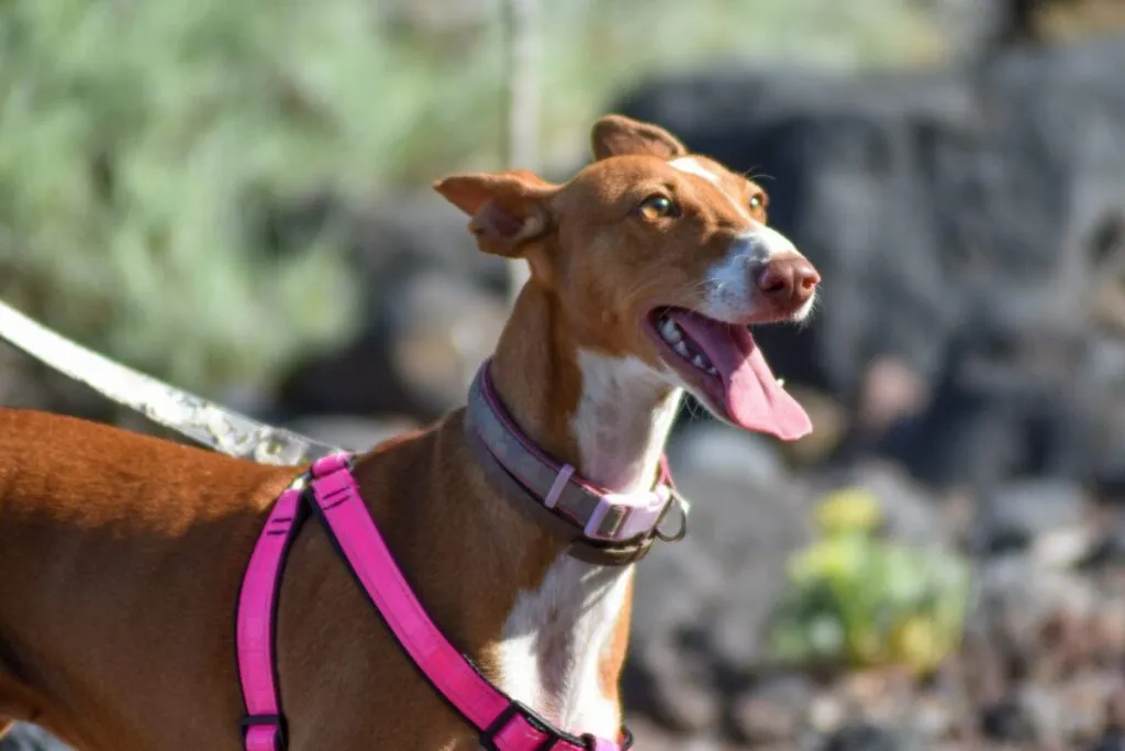 Câine de rasă Podenco Canario portret, cainele are limba scoasa si poarta un ham roz