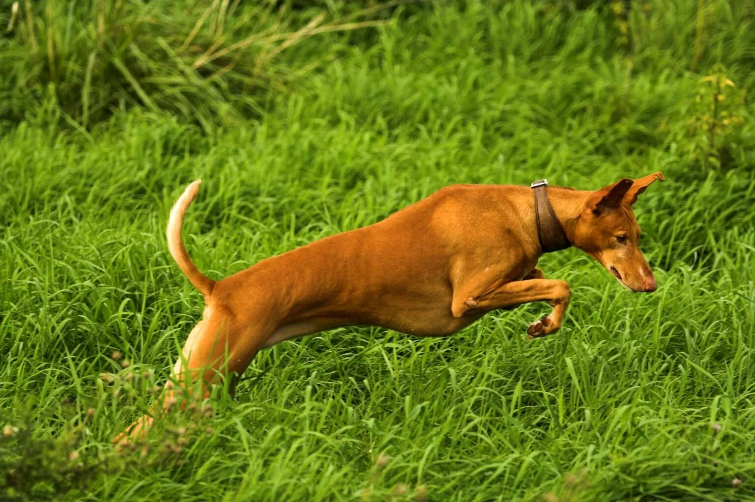 caine podenco canario alearga in iarba inalta