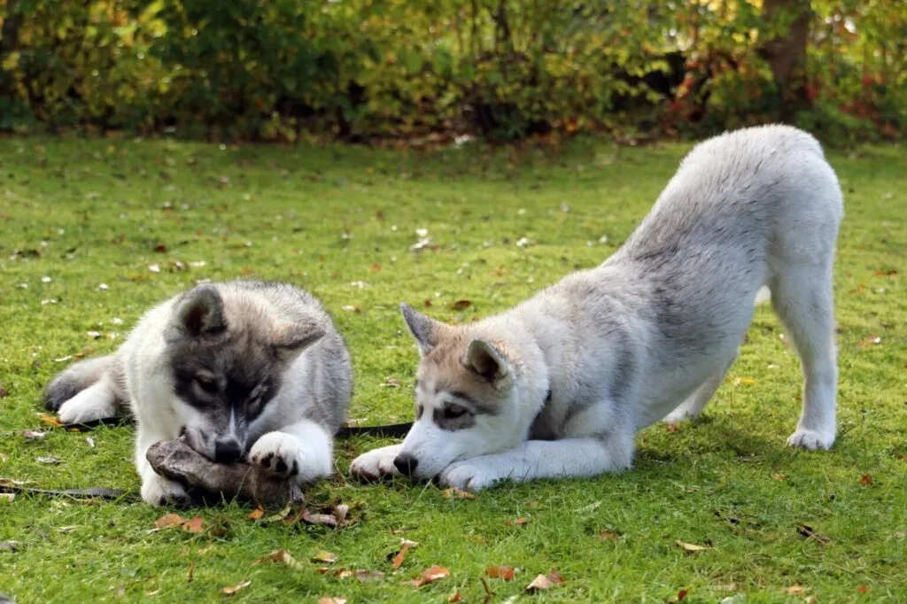 Doi pui de câine husky se joaca cu un lemn