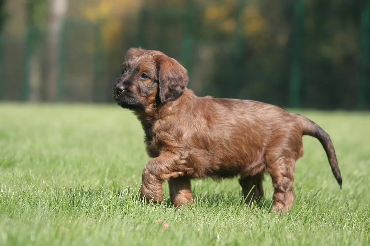 Pui de câine Briard de culoarea maro plimbându-se singur în mediul rural