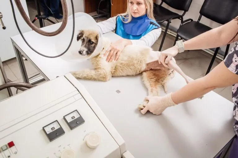 Doctor care examinează câinele în camera de radiografie.