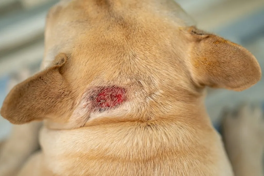 Poză deasupra capului unui câine blond, are la baza urechii stângi o rană roșie mare de 2 centrimetri