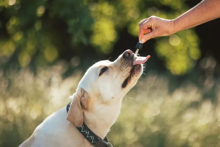 Fundal verde afară. Câine labrador cu zgarda neagra i se administreaza o pipeta cu ceva de catre stapan