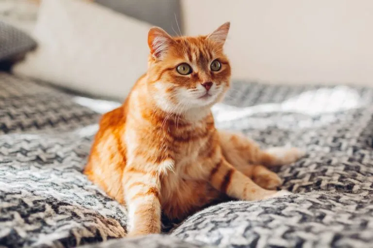 Pisică roșcată relaxându-se pe canapea