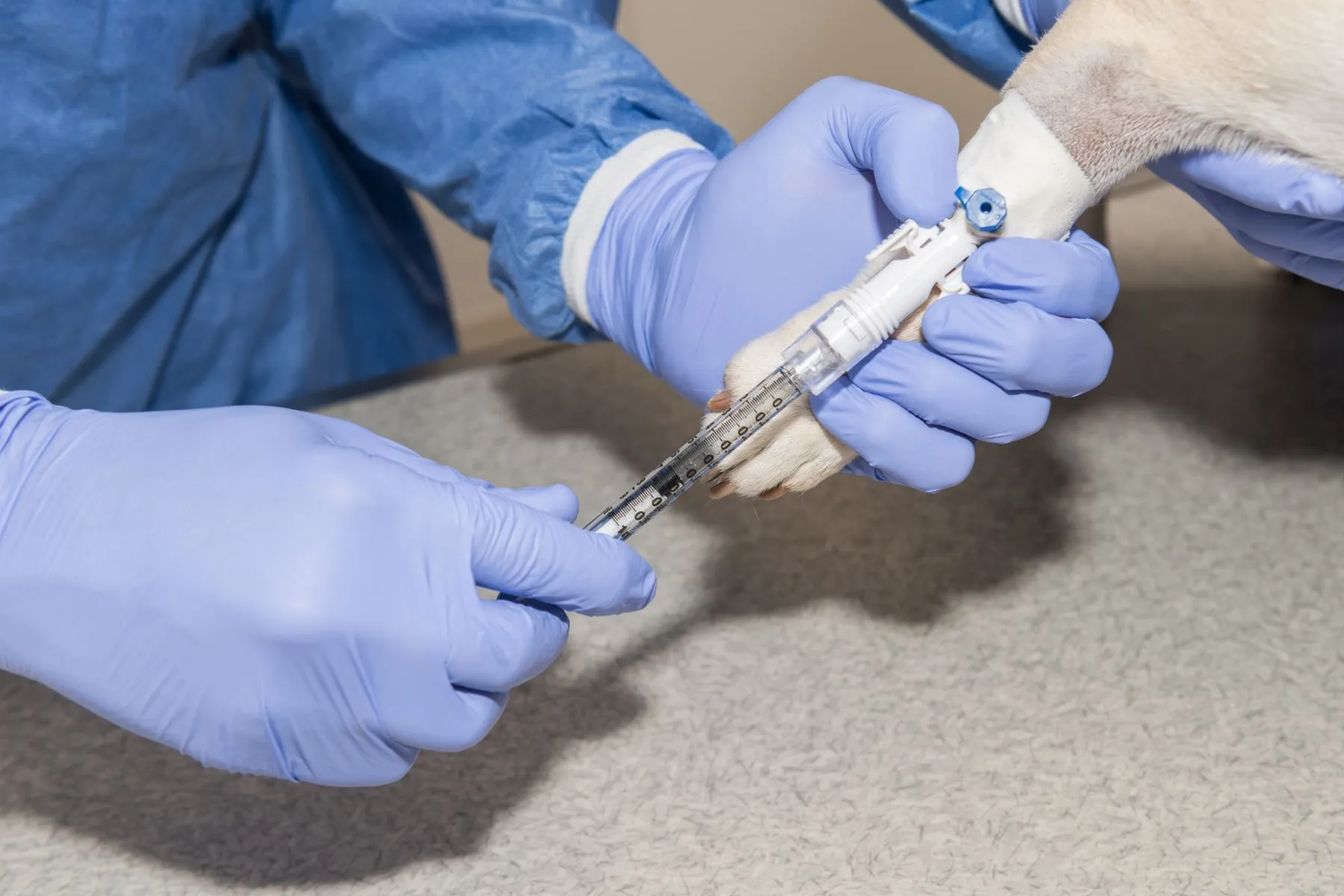 Chimioterapia pentru un animal
