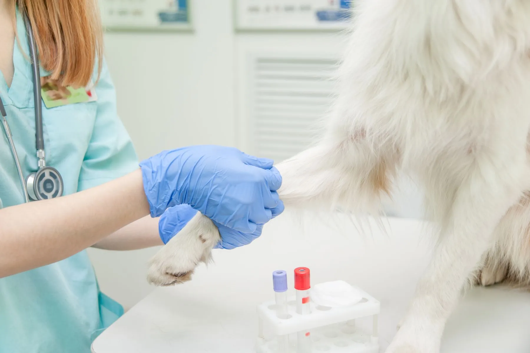 Veterinar recoltând sânge din lăbuța unui câine