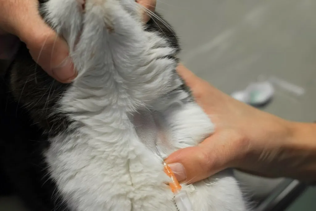 Veterinar recoltând sânge din vena jugurală a unei pisici