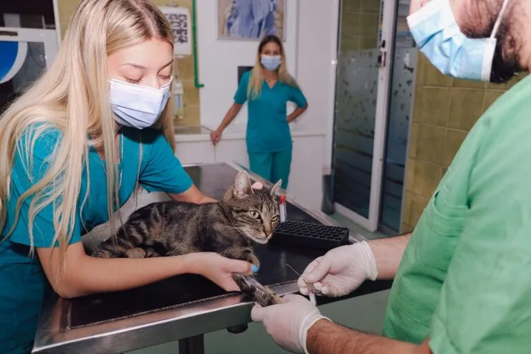 Veterinar recoltând analize de sânge de la o pisică