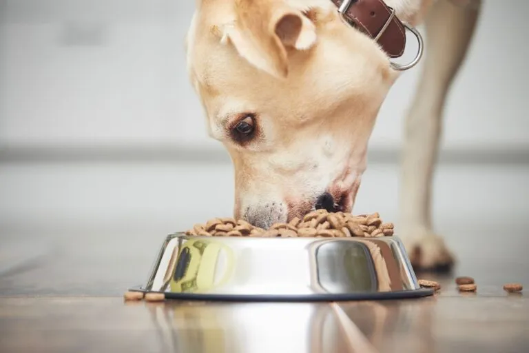 Hrănirea unui câine înfometat. Labrador Retriever mâncând