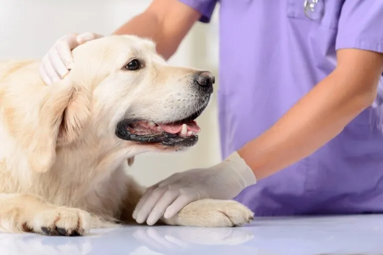 Veterinar examinând un câone
