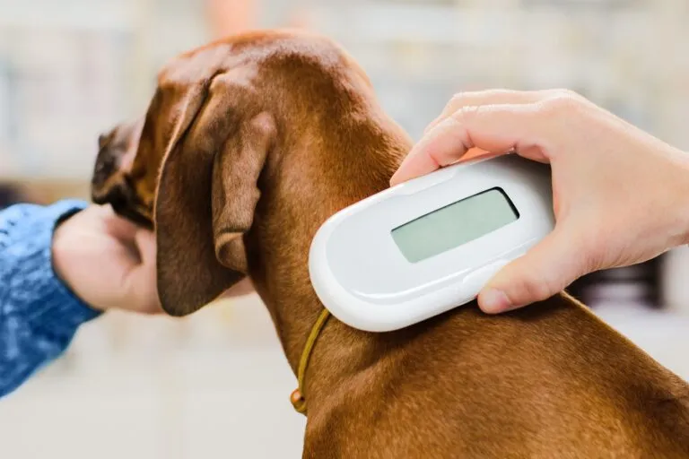 Veterinar care verifică implantul de microcip sub pielea de cățeluș rhodesian ridgeback în clinica veterinară, dispozitivul de scanare de aproape