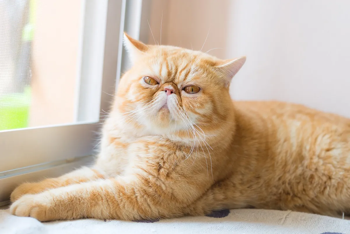 Exotic Shorthair maro pe fundal