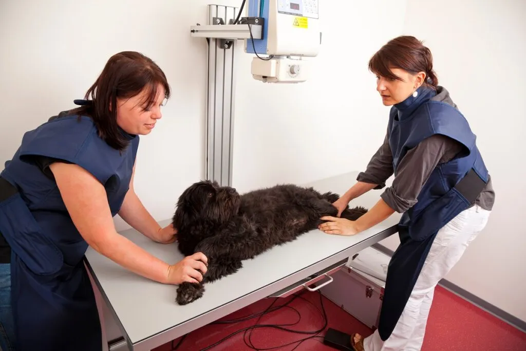 La veterinar - câine pe masa de radiografie