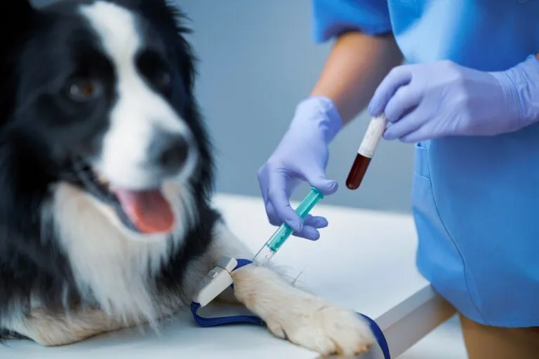 Veterinar luând sânge de la un câine si examinându-l