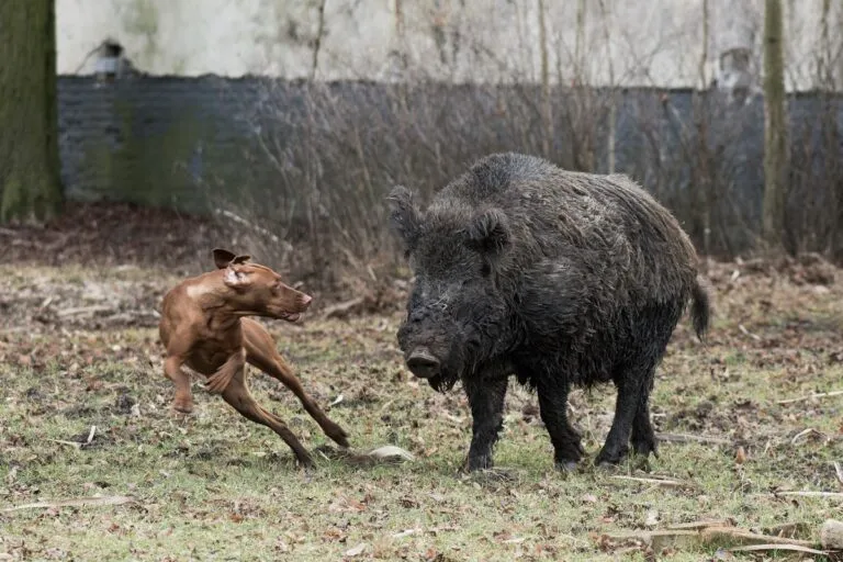 Câine de vânătoare capturând un porc mistreț