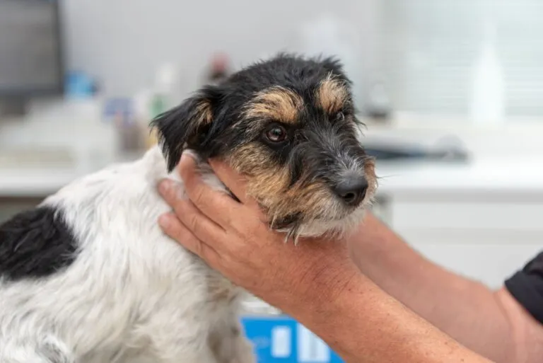 Un veterinar examinează câinele