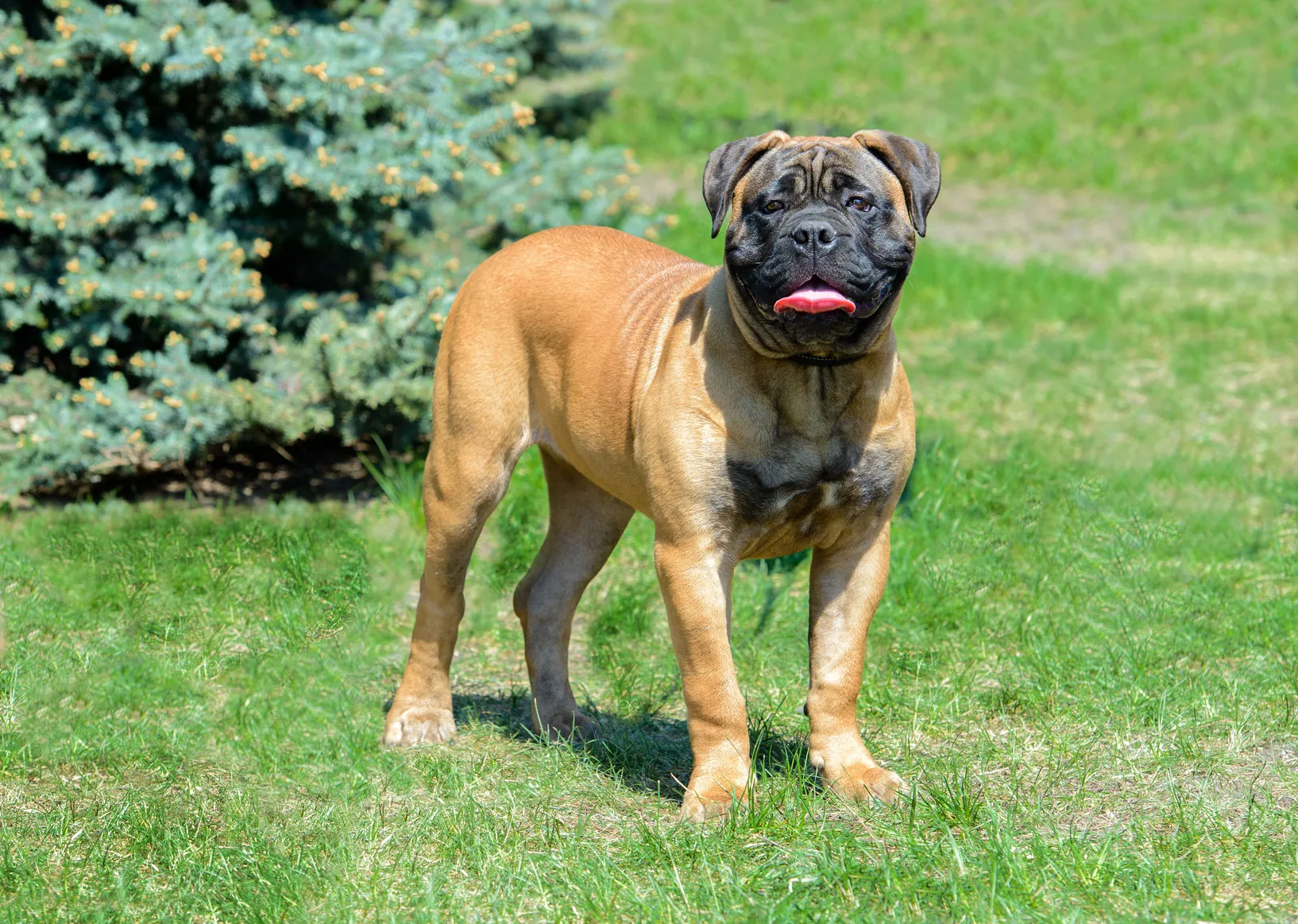 Bullmastiff pe iarbă