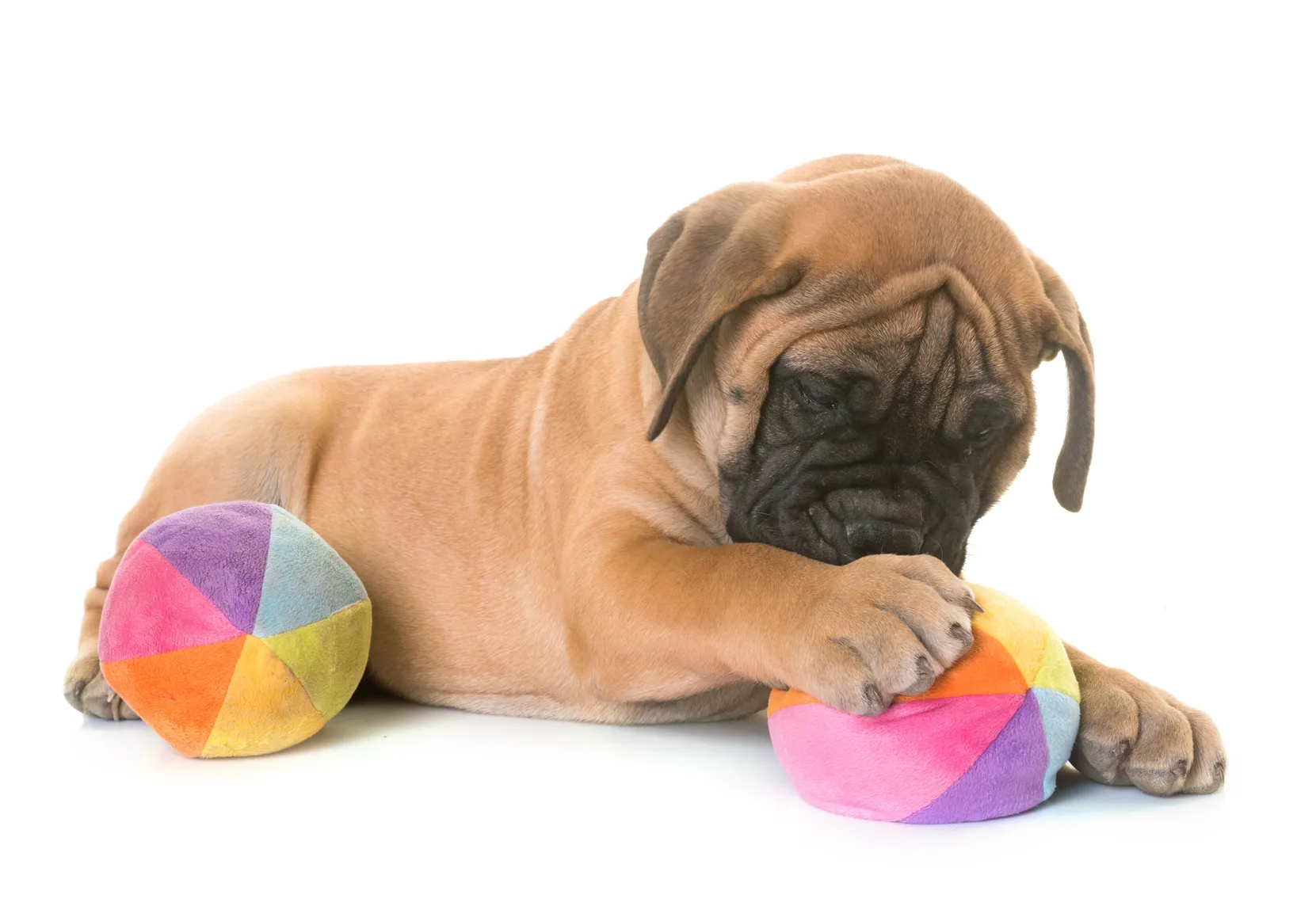 cățel de bullmastiff