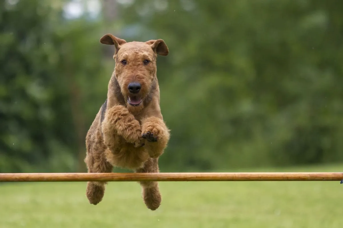 Agility - Airedale Terrier