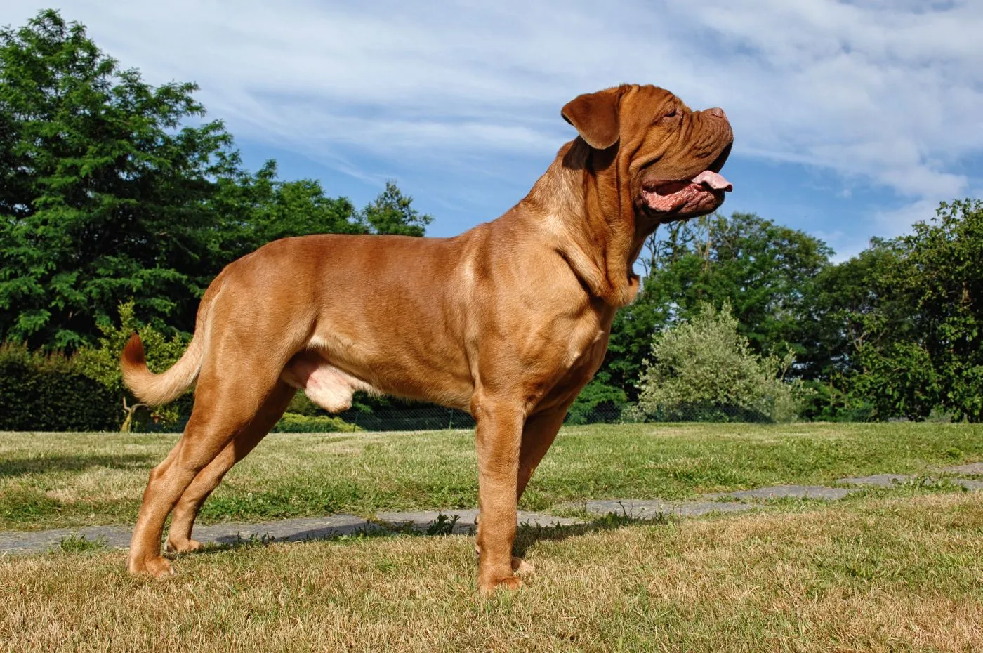 Dog de Bordeaux
