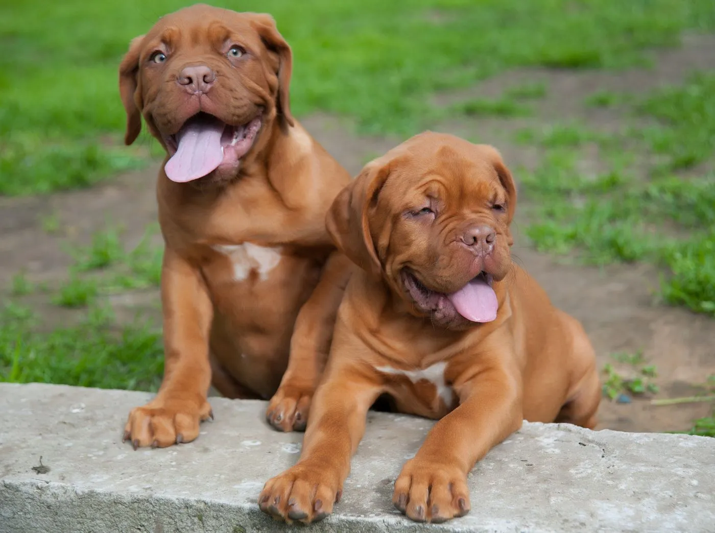 doi căței de Dog de Bordeaux