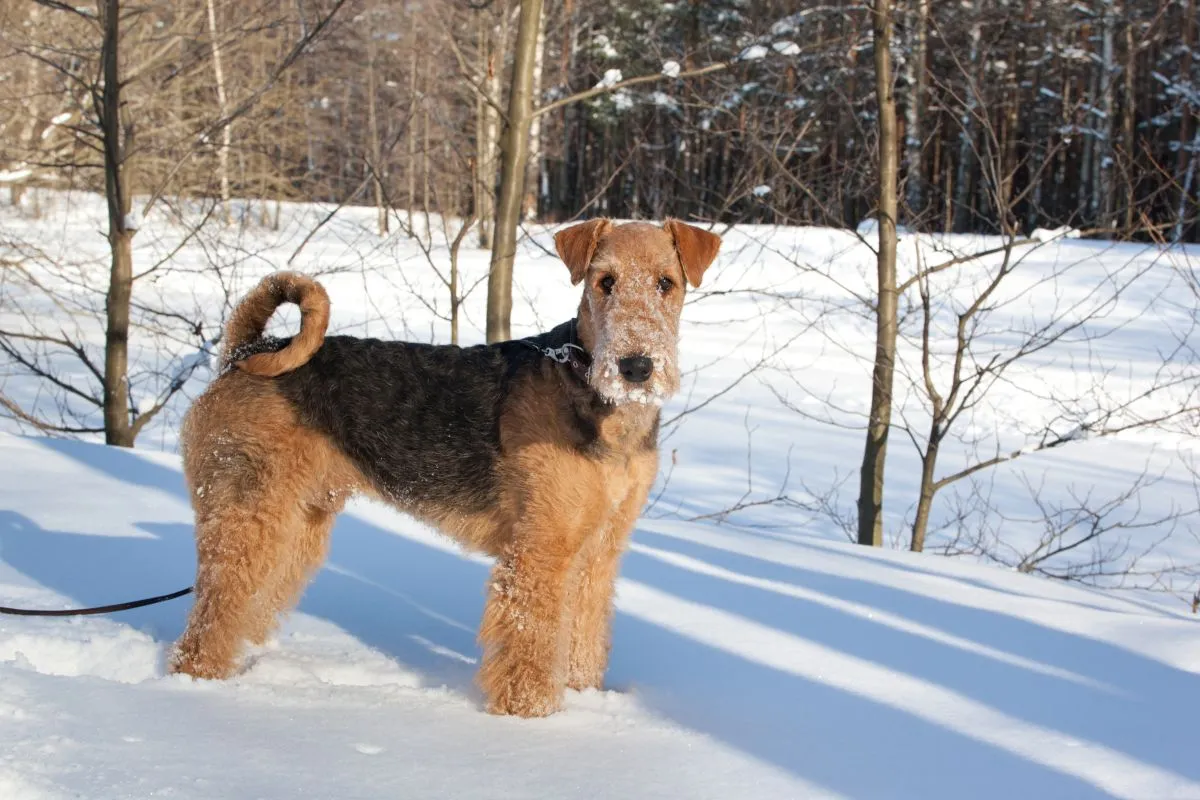 Airedale Terrier în zăpadă