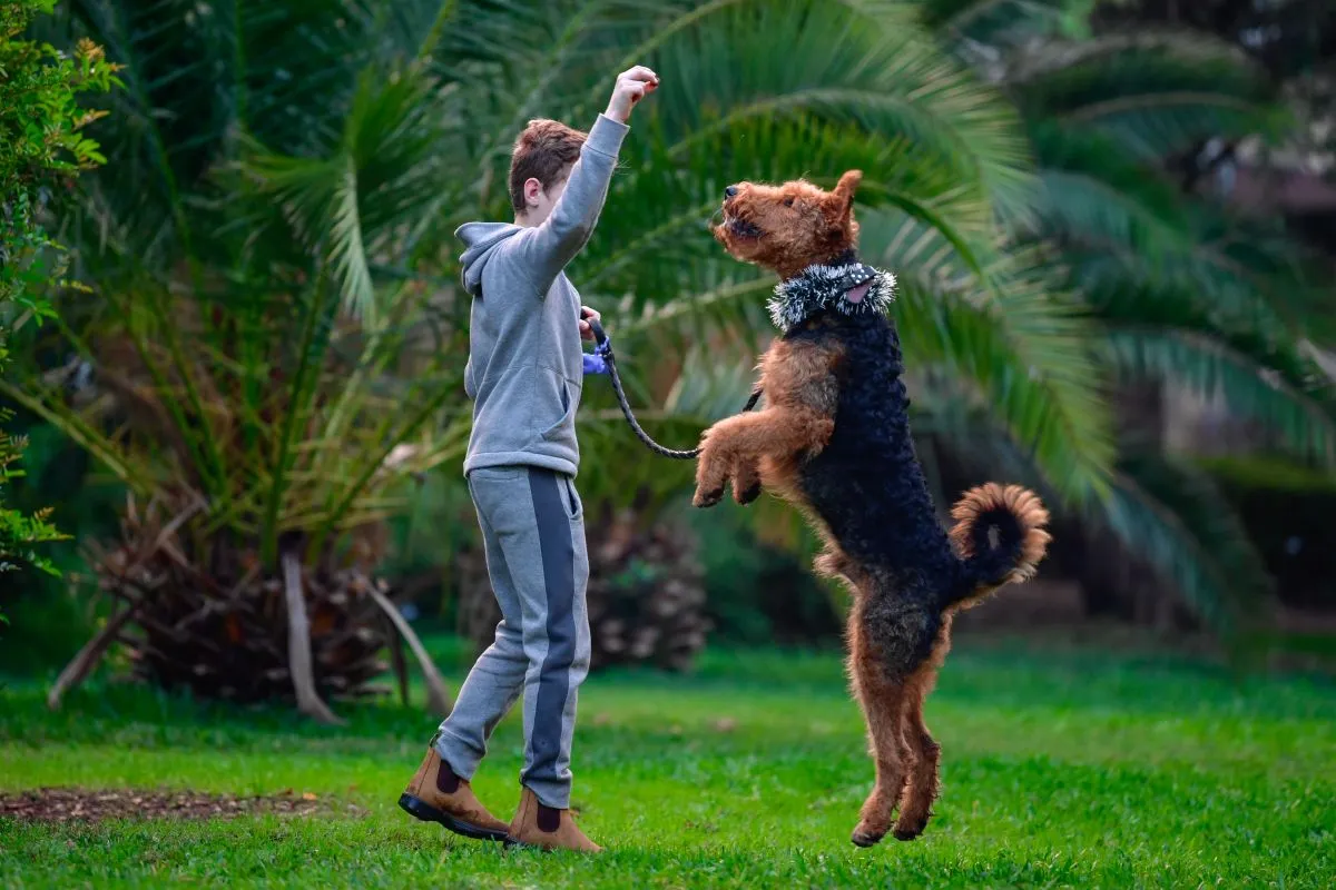 Cățel de Airedale Terrier