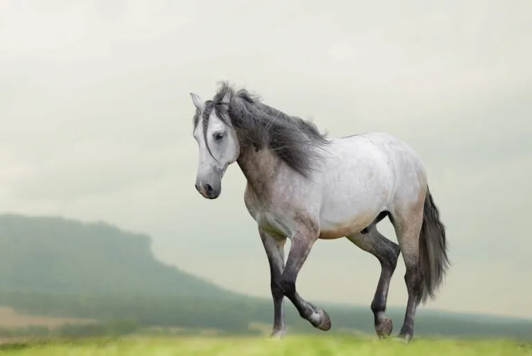 Cal Lusitano alergând liber Cal Lusitano
