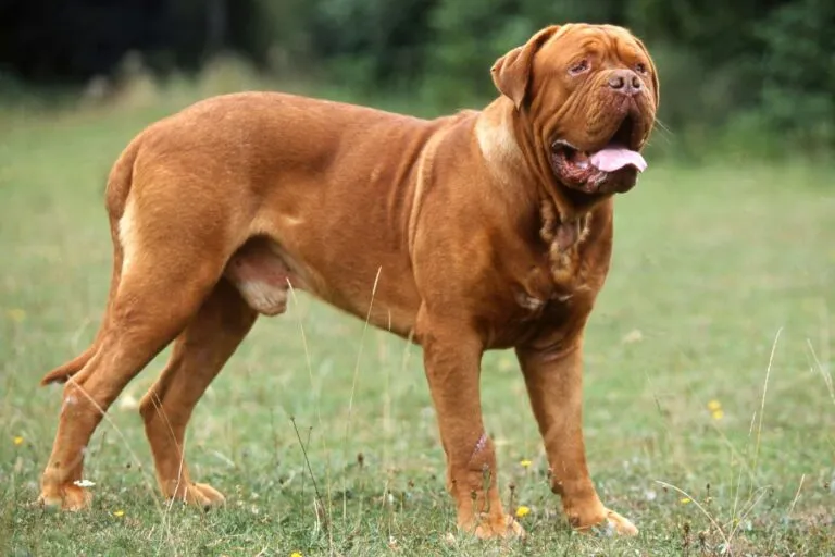 profil Dog de Bordeaux